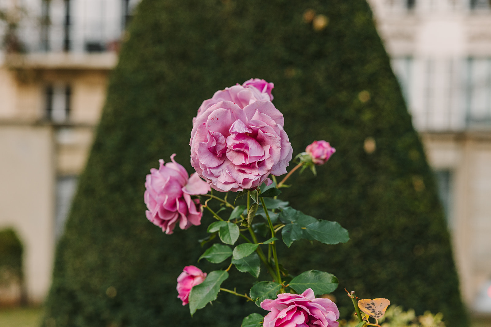 Climbing Rose Garden at Musée Rodin in Paris