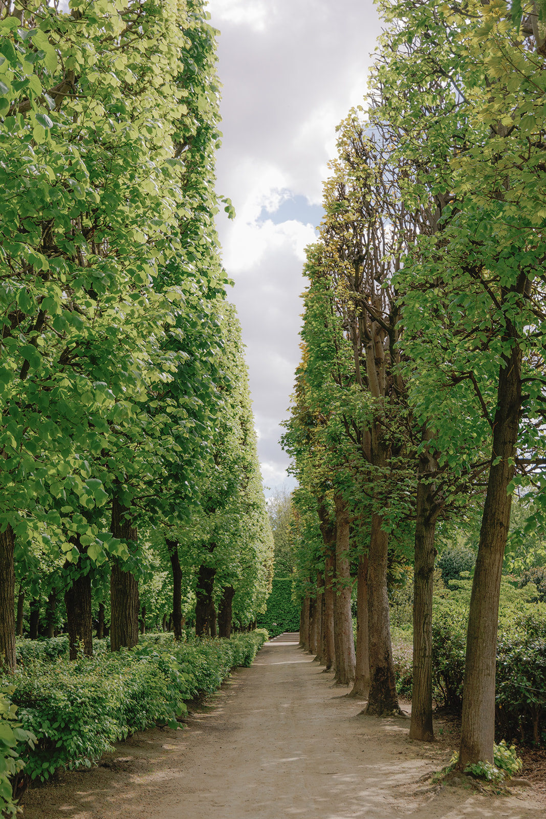 tree lined path in the musee rodin paris, museum rodin