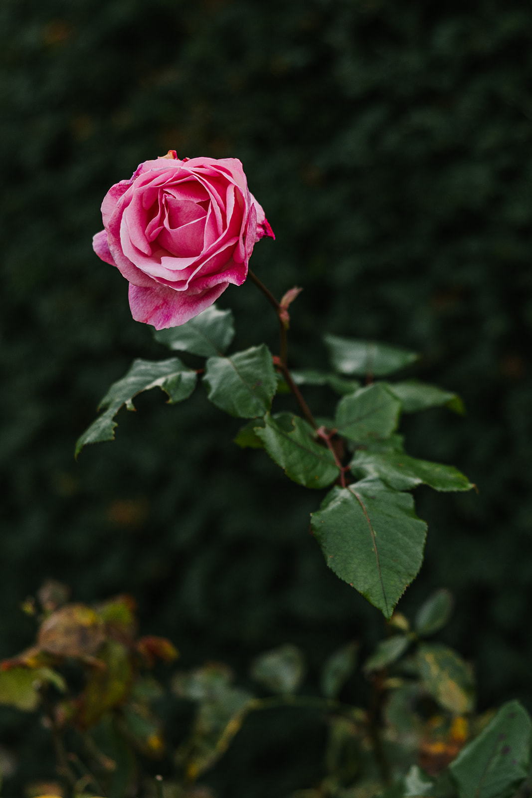 pink rose in paris at the musee rodin