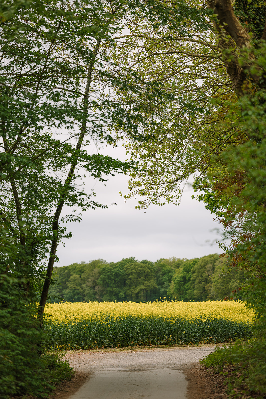 field of wildflowers near chateau wedding venue in Île-de-France region